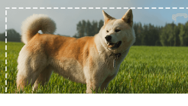 Akita - hành trình khó quên tìm về quê hương của loài quốc khuyển Nhật Bản